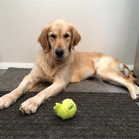golden treasures golden retriever rescue.